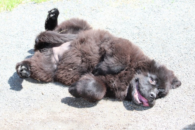 Фото: ньюфаундленд Super Premium YAroslava (Супер Премиум Ярослава)