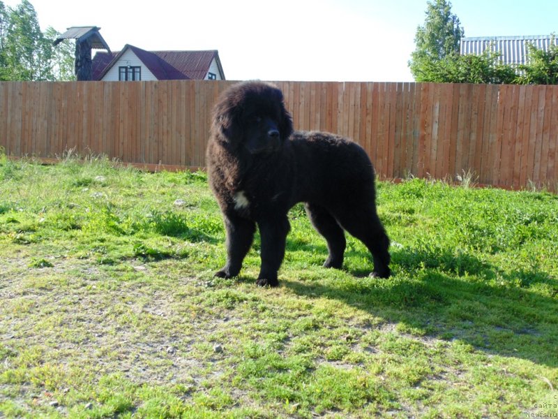Фото: ньюфаундленд Gosudaryinya Rusi ot Karel'skih Medvedey (Государыня Руси от Карельских Медведей)