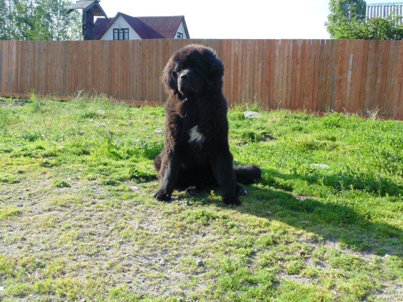 Фото: ньюфаундленд Gosudaryinya Rusi ot Karel'skih Medvedey (Государыня Руси от Карельских Медведей)