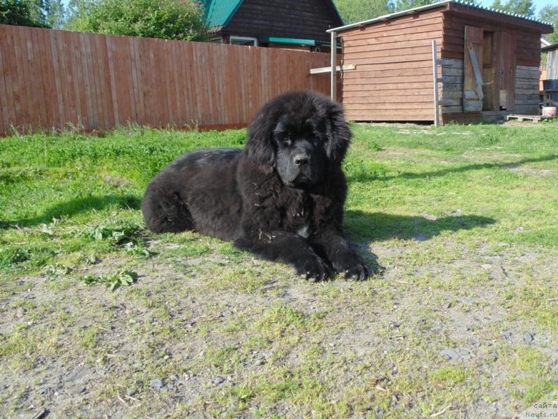 Фото: ньюфаундленд Gosudaryinya Rusi ot Karel'skih Medvedey (Государыня Руси от Карельских Медведей)