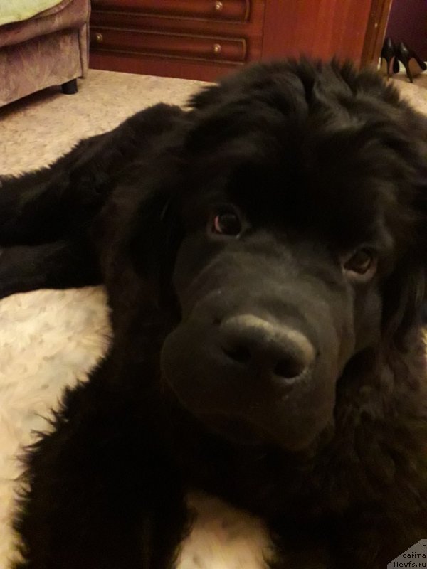 Фото: ньюфаундленд Gektor ot Karel'skih Medvedey (Гектор от Карельских Медведей)