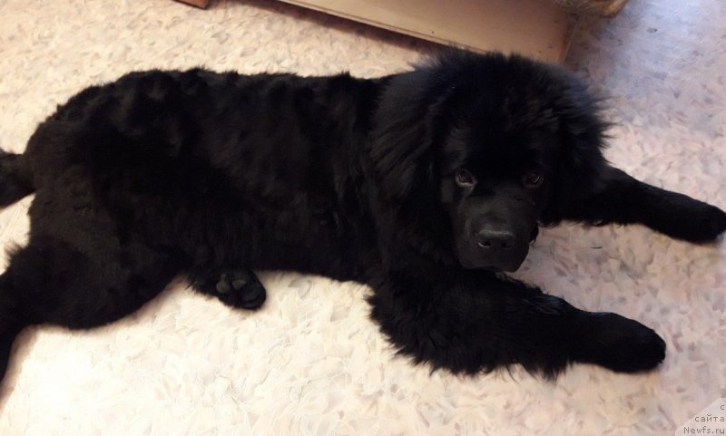Фото: ньюфаундленд Gektor ot Karel'skih Medvedey (Гектор от Карельских Медведей)