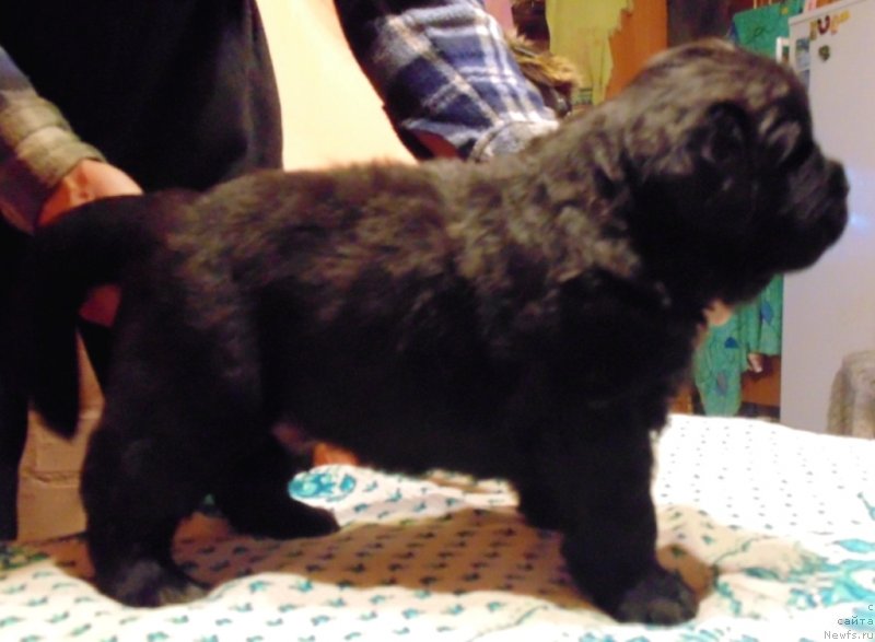 Фото: ньюфаундленд Gektor ot Karel'skih Medvedey (Гектор от Карельских Медведей)