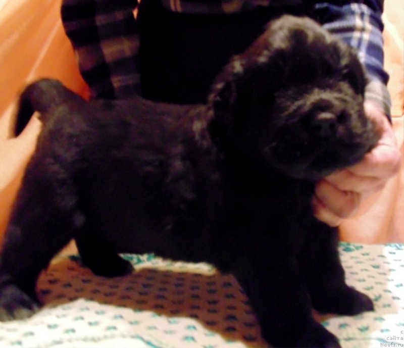 Фото: ньюфаундленд Gektor ot Karel'skih Medvedey (Гектор от Карельских Медведей)