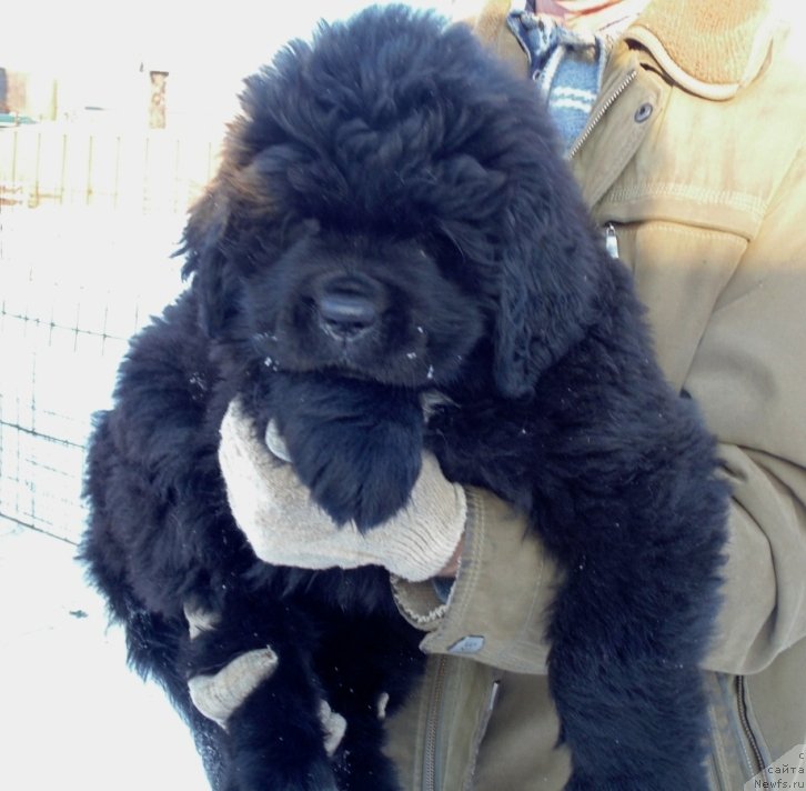 Фото: ньюфаундленд Gosudaryinya Rusi ot Karel'skih Medvedey (Государыня Руси от Карельских Медведей)