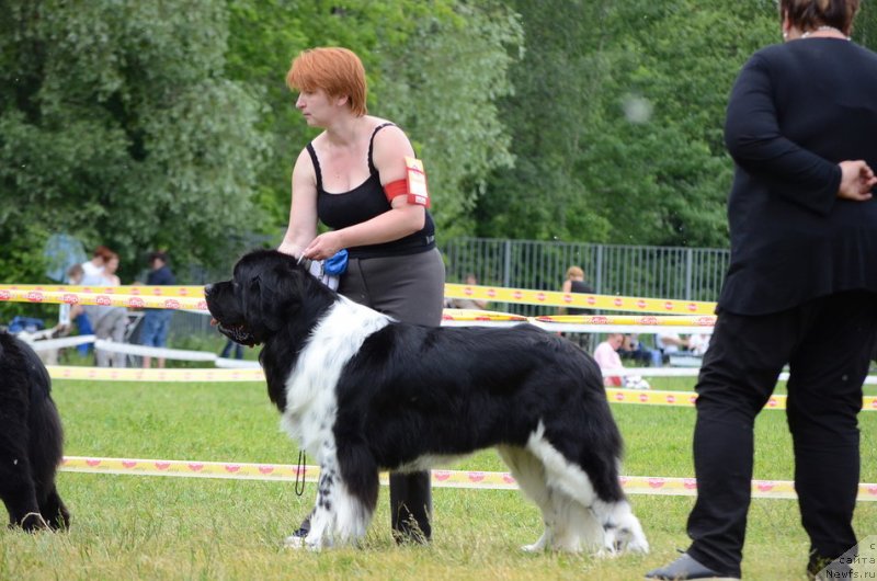 Фото: ньюфаундленд Angels Keeper Nibelung (Энджелс Кипер Нибелунг)