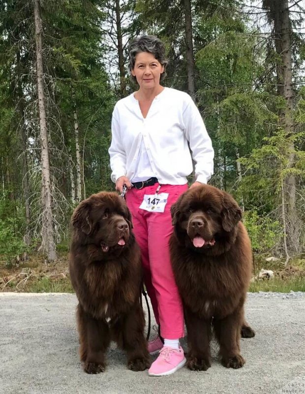 Фото: ньюфаундленд Brownblood MSK Alfa-Romeo Gold Baddy (Браунблад МСК Альфа-Ромео Голд Бадди)