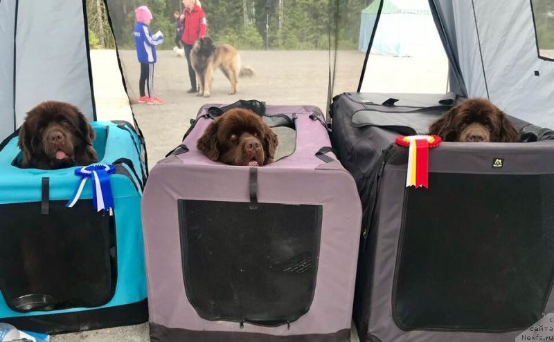 Фото: ньюфаундленд Brownblood MSK Alfa-Romeo Gold Baddy (Браунблад МСК Альфа-Ромео Голд Бадди)