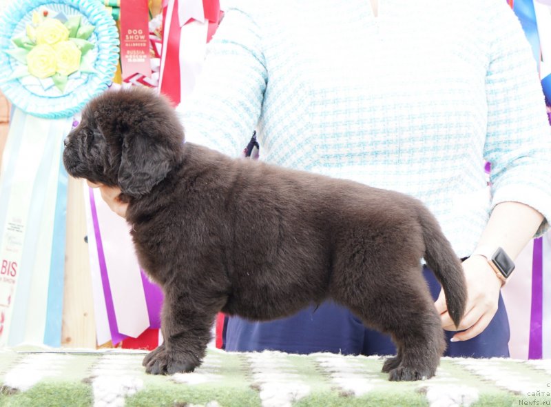 Фото: ньюфаундленд Aquatoriya Kelvin Zheneral (Акватория Келвин Женераль)