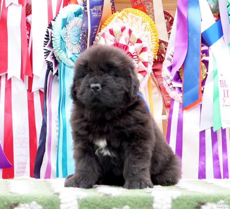 Фото: ньюфаундленд Aquatoriya Kelvin Zheneral (Акватория Келвин Женераль)