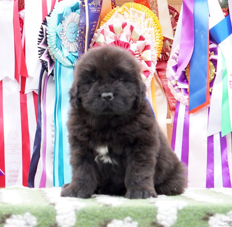 Фото: ньюфаундленд Aquatoriya Kelvin Zheneral (Акватория Келвин Женераль)