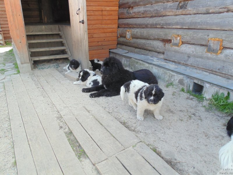 Фото: ньюфаундленд Gosudaryinya Rusi ot Karel'skih Medvedey (Государыня Руси от Карельских Медведей)