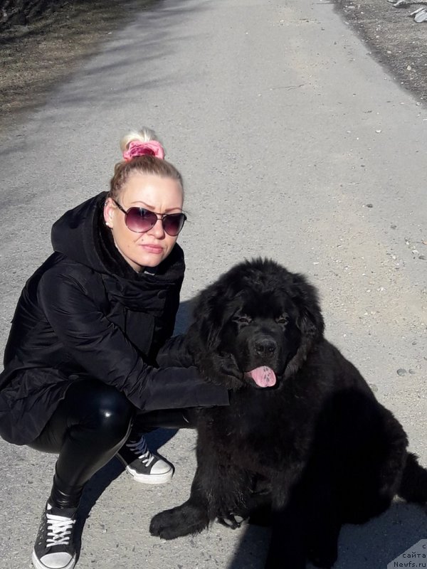 Фото: ньюфаундленд Gektor ot Karel'skih Medvedey (Гектор от Карельских Медведей)