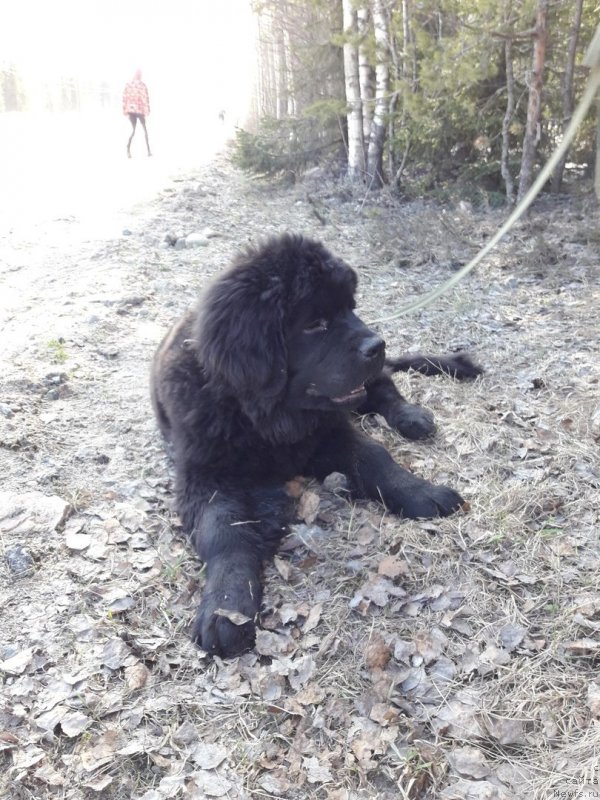Фото: ньюфаундленд Gektor ot Karel'skih Medvedey (Гектор от Карельских Медведей)