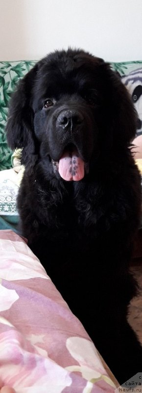 Фото: ньюфаундленд Gektor ot Karel'skih Medvedey (Гектор от Карельских Медведей)