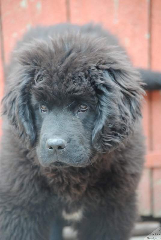 Фото: ньюфаундленд Moya Stihiya Rozalinda (Моя Стихия Розалинда)