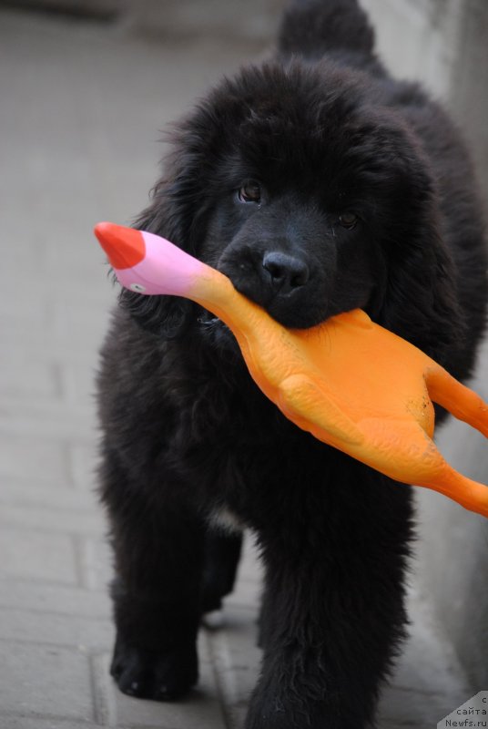 Фото: ньюфаундленд Moya Stihiya Rozalinda (Моя Стихия Розалинда)