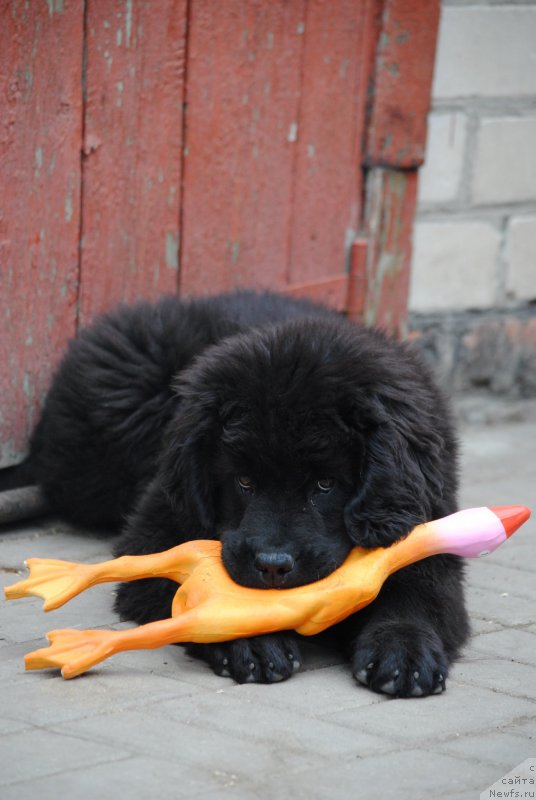 Фото: ньюфаундленд Moya Stihiya Rozalinda (Моя Стихия Розалинда)