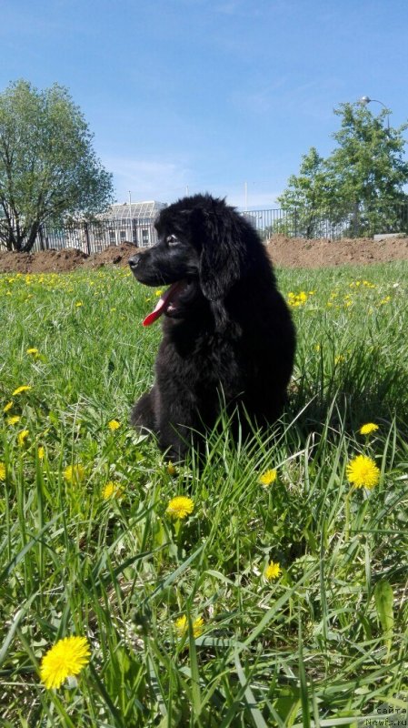 Фото: ньюфаундленд Perl of Sia Dips Jizel' (Перл оф Сиа Дипс Жизель)