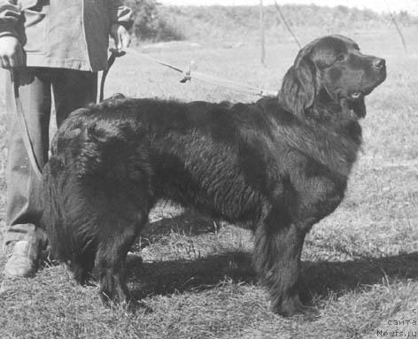 Фото: ньюфаундленд YUdji Greys (Юджи Грейс)