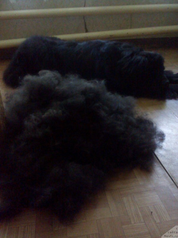 Фото: ньюфаундленд Russkaya Krasavica Nyura (Русская Красавица Нюра)