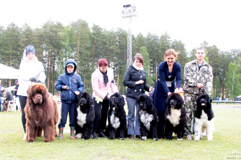 Фото: ньюфаундленд Funnewf Avalon (Фанньюф Авалон), ньюфаундленд Ikona Stilya (Икона Стиля), ньюфаундленд Black Diamond Agidel ot Potapa Violetta (Блэк Диамонд Агидель от Потапа Виолетта), ньюфаундленд Blyek Diamond Agidel' ot Potapa Viz-A-Viz (Блэк Диамонд Агидель от Потапа Виз-А-Виз), ньюфаундленд Akvian Song Felichita (Аквиан Сонг Феличита), ньюфаундленд Akvian Song Sanshayn (Аквиан Сонг Саншайн), Alevtina Batyan (Алевтина Батян), Kseniya Novikova (Ксения Новикова)
