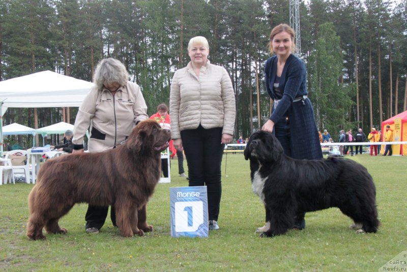 Фото: ньюфаундленд Funnewf Avalon (Фанньюф Авалон), ньюфаундленд Ikona Stilya (Икона Стиля)