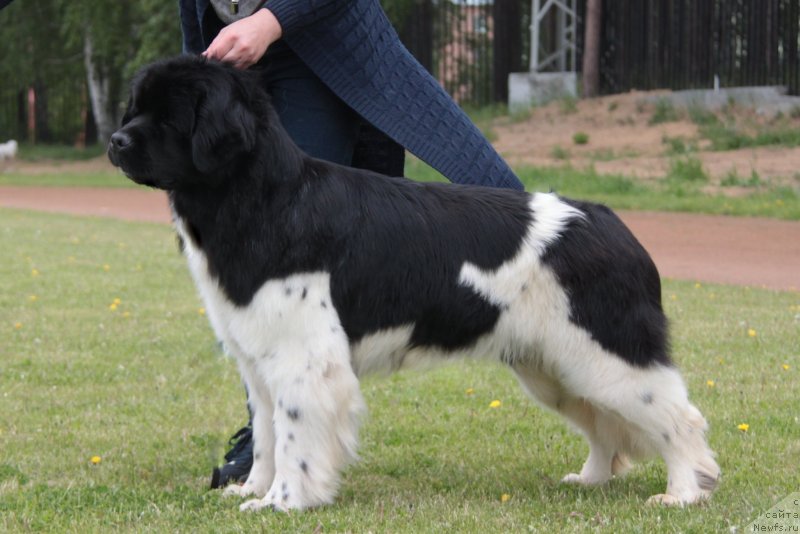 Фото: ньюфаундленд Akvian Song Sanshayn (Аквиан Сонг Саншайн)