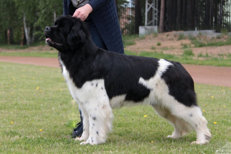 Фото: ньюфаундленд Akvian Song Sanshayn (Аквиан Сонг Саншайн)