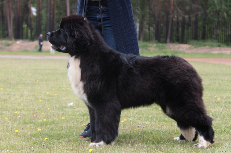 Фото: ньюфаундленд Akvian Song Felichita (Аквиан Сонг Феличита)