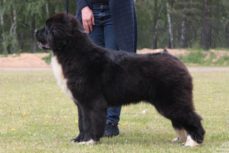 Фото: ньюфаундленд Akvian Song Felichita (Аквиан Сонг Феличита)