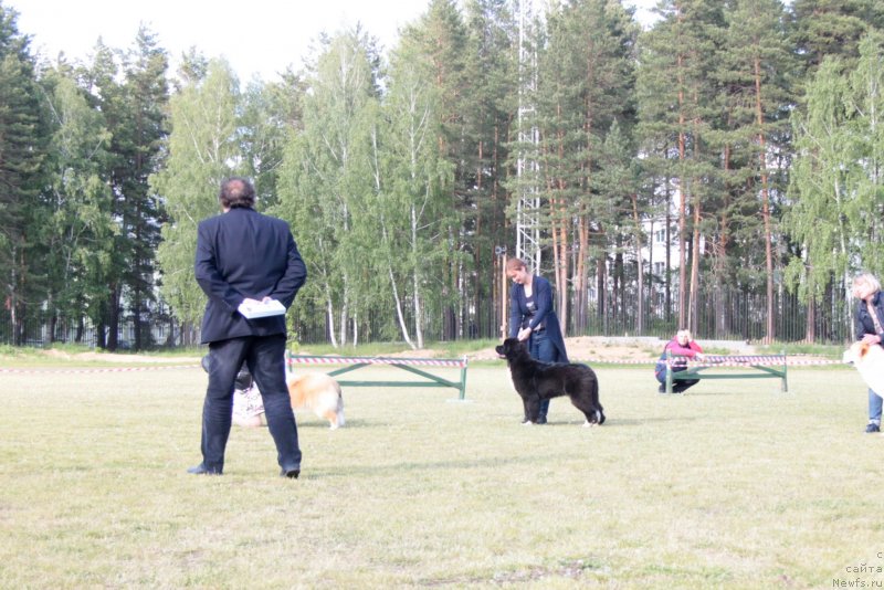 Фото: ньюфаундленд Akvian Song Felichita (Аквиан Сонг Феличита)