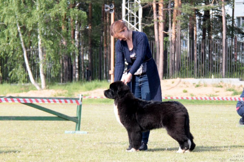Фото: ньюфаундленд Akvian Song Felichita (Аквиан Сонг Феличита)