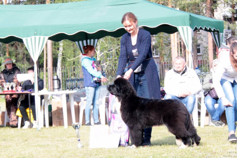 Фото: ньюфаундленд Akvian Song Felichita (Аквиан Сонг Феличита)