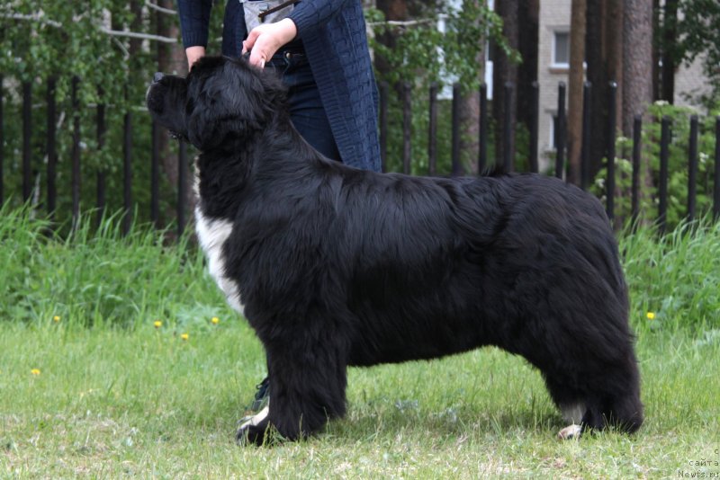 Фото: ньюфаундленд Ikona Stilya (Икона Стиля)