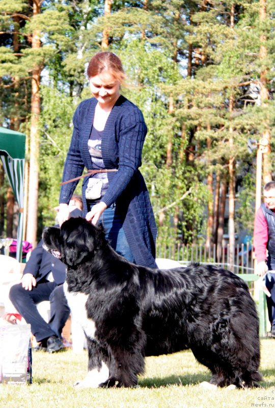 Фото: ньюфаундленд Ikona Stilya (Икона Стиля)