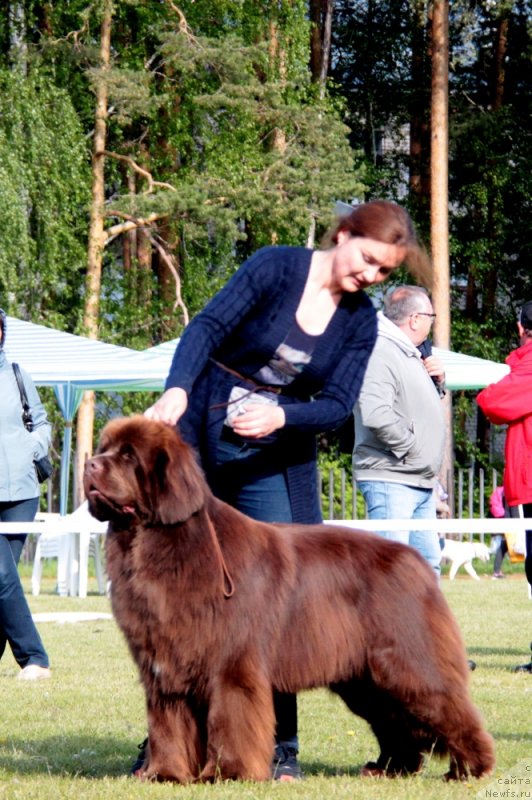 Фото: ньюфаундленд Funnewf Avalon (Фанньюф Авалон), Kseniya Novikova (Ксения Новикова)