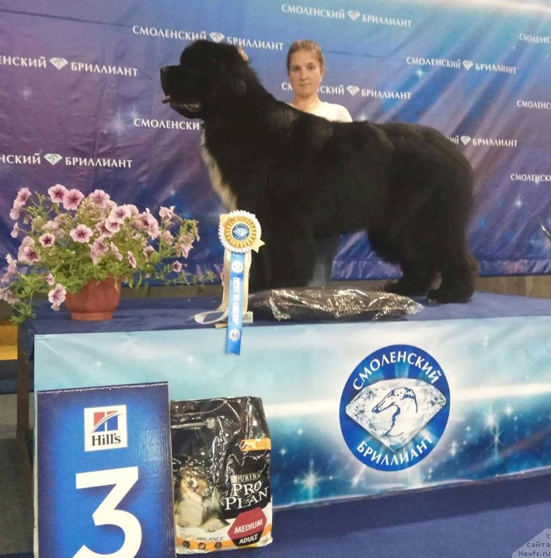 Фото: ньюфаундленд Feel On Top of The World Midnight Bear