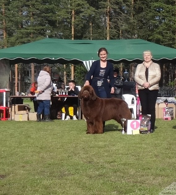 Фото: ньюфаундленд Funnewf Avalon (Фанньюф Авалон)