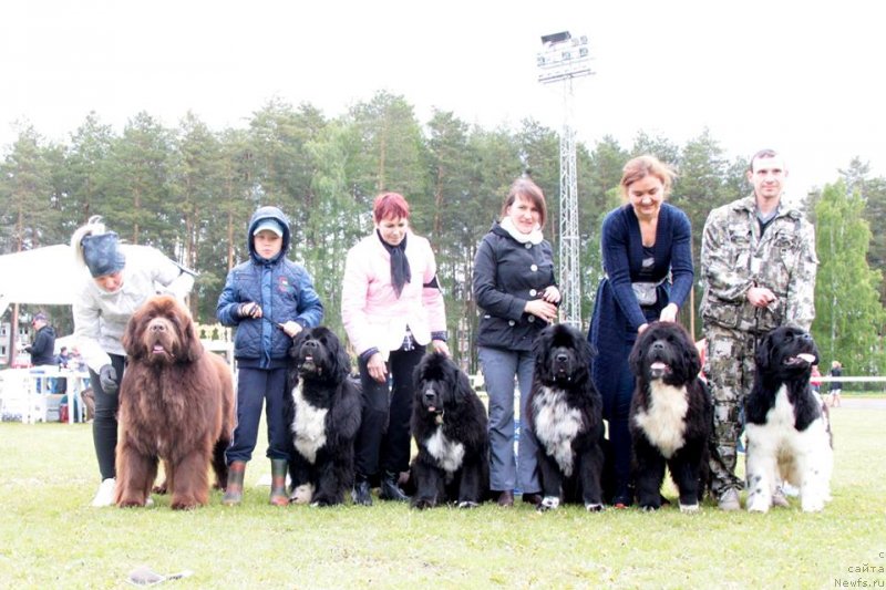 Фото: ньюфаундленд Funnewf Avalon (Фанньюф Авалон), ньюфаундленд Akvian Song Felichita (Аквиан Сонг Феличита), ньюфаундленд Blyek Diamond Agidel' ot Potapa Viz-A-Viz (Блэк Диамонд Агидель от Потапа Виз-А-Виз), ньюфаундленд Black Diamond Agidel ot Potapa Violetta (Блэк Диамонд Агидель от Потапа Виолетта), ньюфаундленд Ikona Stilya (Икона Стиля), ньюфаундленд Akvian Song Sanshayn (Аквиан Сонг Саншайн)