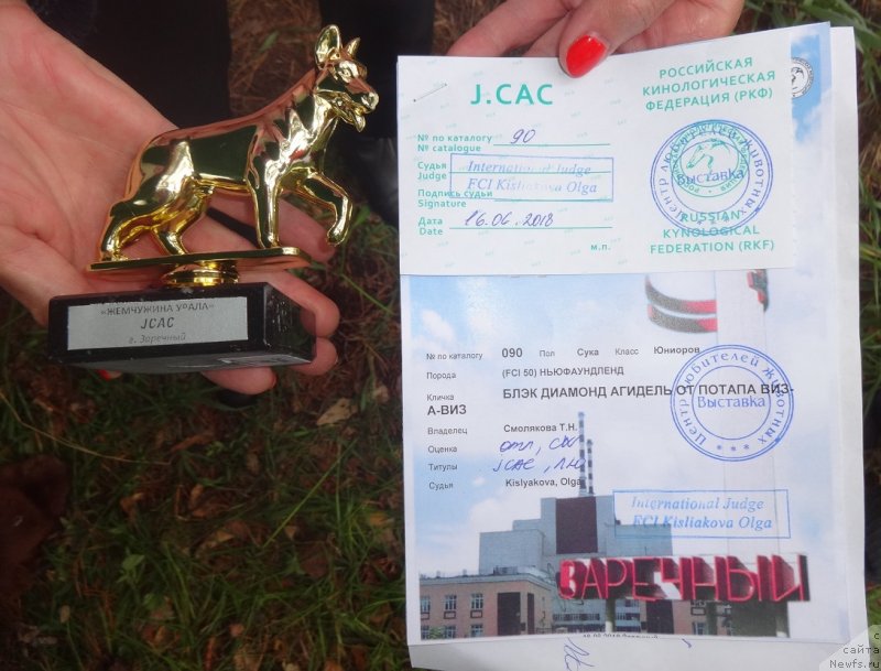 Фото: ньюфаундленд Blyek Diamond Agidel' ot Potapa Viz-A-Viz (Блэк Диамонд Агидель от Потапа Виз-А-Виз)