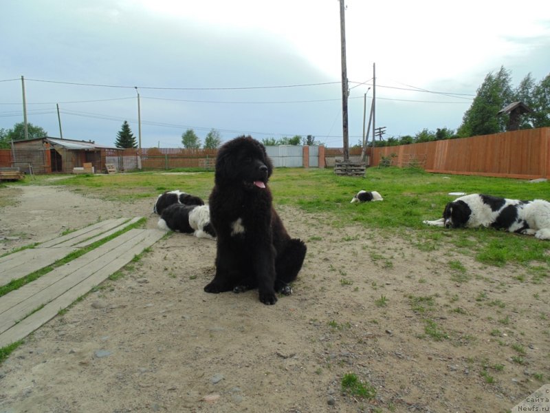 Фото: ньюфаундленд Gosudaryinya Rusi ot Karel'skih Medvedey (Государыня Руси от Карельских Медведей)