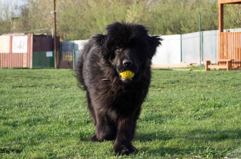 Фото: ньюфаундленд Irada Slavnaya Doch' Matveya (Ирада Славная Дочь Матвея)