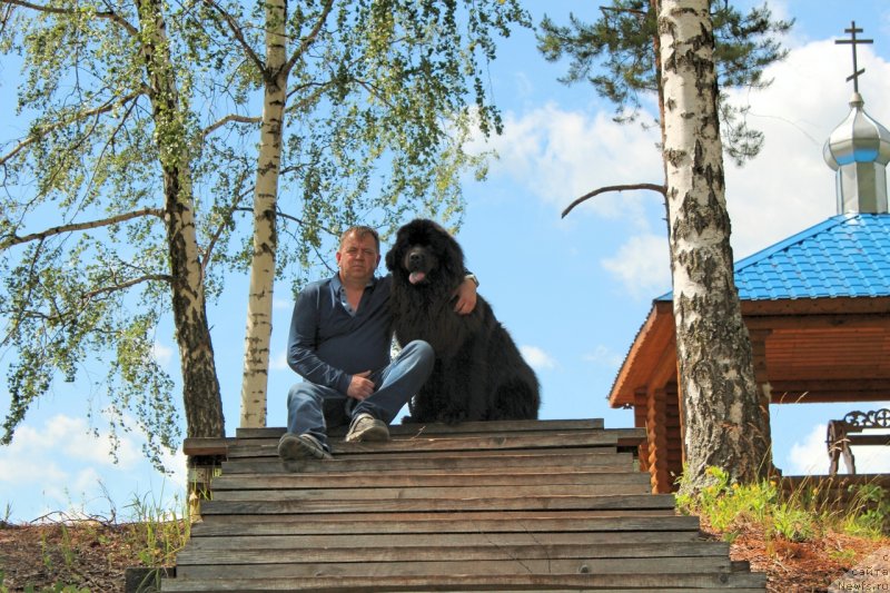 Фото: ньюфаундленд Kozyrniy Tuz s Berega Dona (Козырный Туз с Берега Дона)