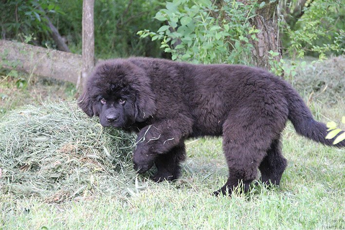 Фотография № 236691