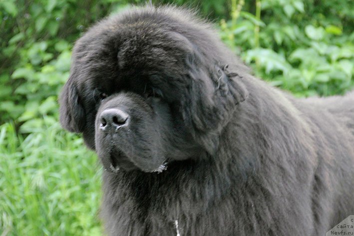 Фото: ньюфаундленд Zhorzh s Berega Dona (Жорж с Берега Дона)