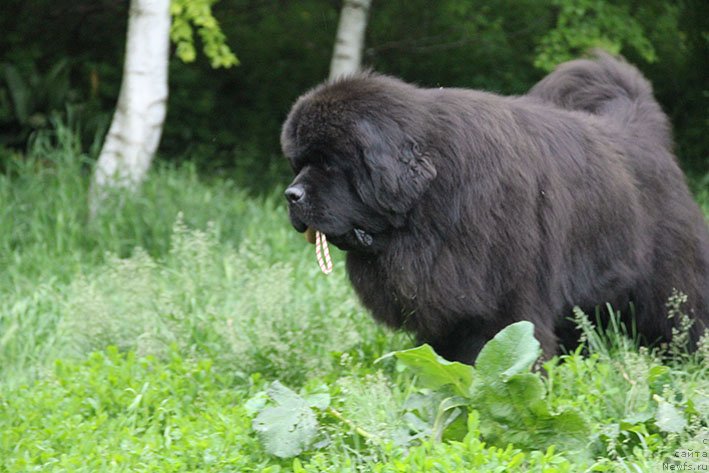 Фото: ньюфаундленд Zhorzh s Berega Dona (Жорж с Берега Дона)