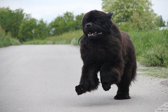 Фото: ньюфаундленд Zhorzh s Berega Dona (Жорж с Берега Дона)