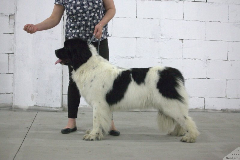 Фото: ньюфаундленд Varvara Krasa ot Karel'skih Medvedey (Варвара Краса от Карельских Медведей)