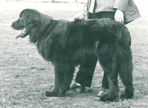 Фото: ньюфаундленд YUdji Gall Gyey (Юджи Галл Гэй)
